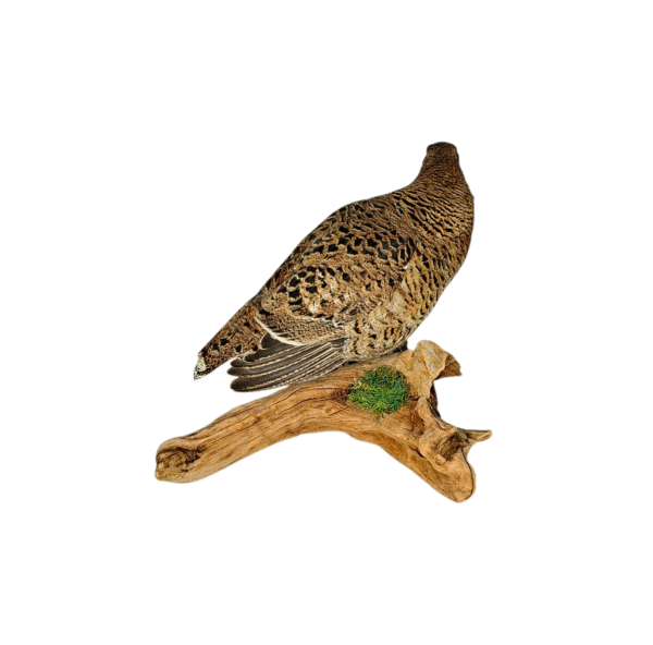 SOLD - Taxidermy Greyhen. Log no 9578. - Image 5