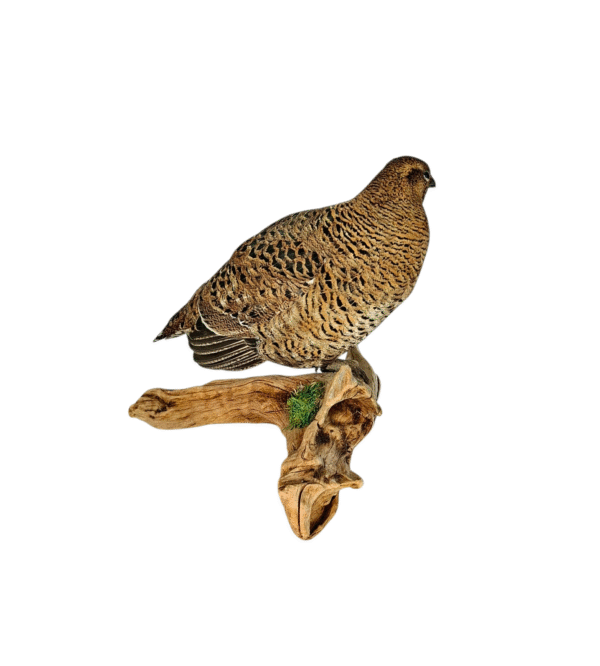 SOLD - Taxidermy Greyhen. Log no 9578. - Image 3