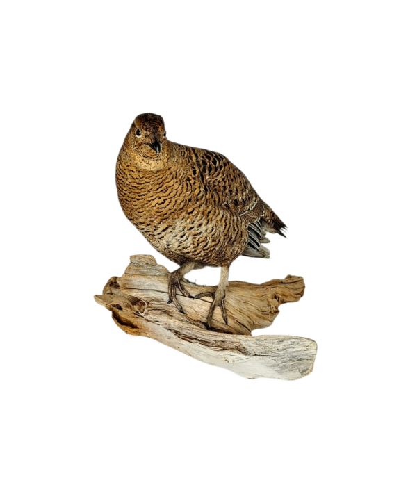 SOLD - Taxidermy Greyhen. Log no 9578. - Image 2