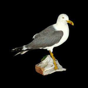 SOLD - Taxidermy Lesser Black Backed Gull. Log no 744a.
