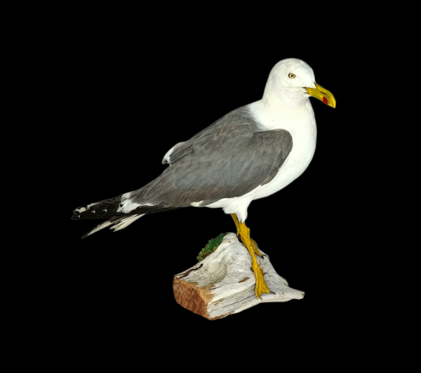 SOLD - Taxidermy Lesser Black Backed Gull. Log no 744a.