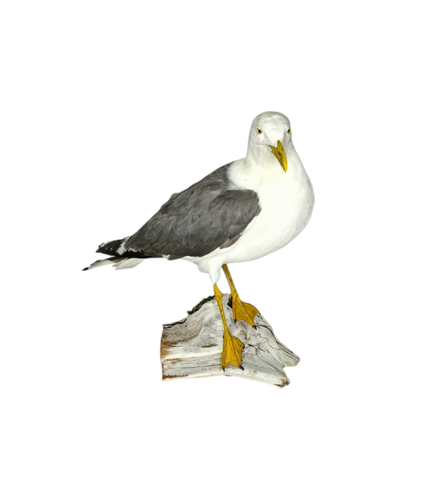 SOLD - Taxidermy Lesser Black Backed Gull. Log no 744a. - Image 2
