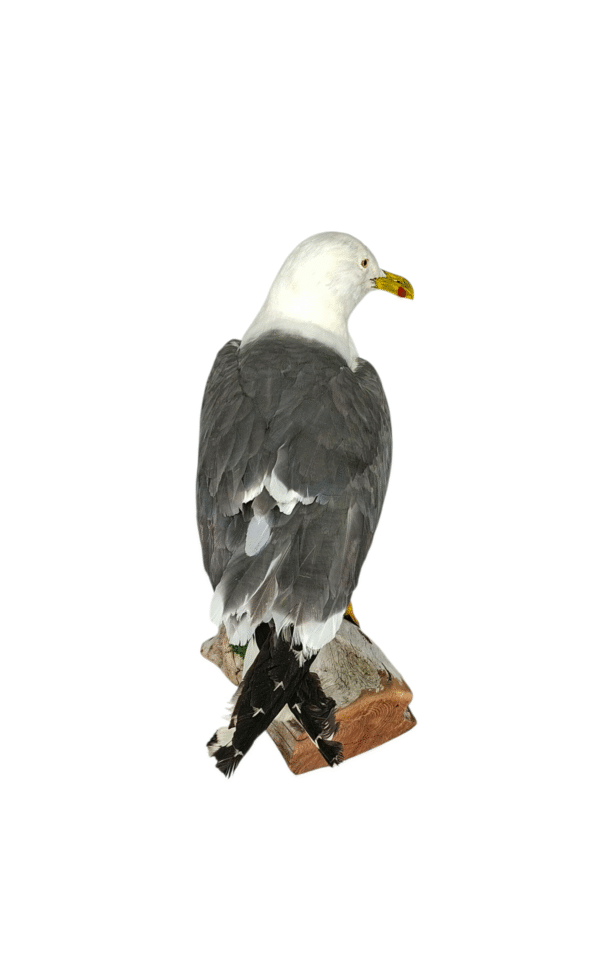 SOLD - Taxidermy Lesser Black Backed Gull. Log no 744a. - Image 5