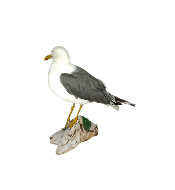 SOLD - Taxidermy Lesser Black Backed Gull. Log no 744a. - Image 4