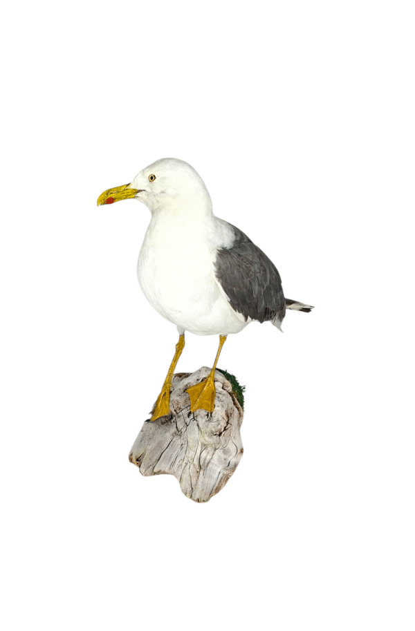 SOLD - Taxidermy Lesser Black Backed Gull. Log no 744a. - Image 3