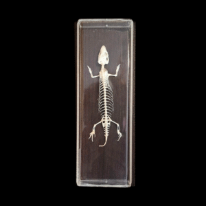 Taxidermy Lizard Skeleton. Log no 54.