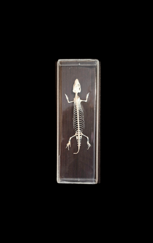 Taxidermy Lizard Skeleton. Log no 54.