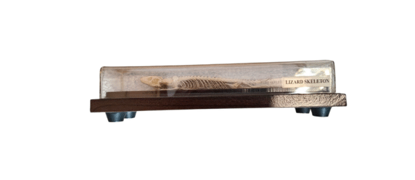 Taxidermy Lizard Skeleton. Log no 54. - Image 4