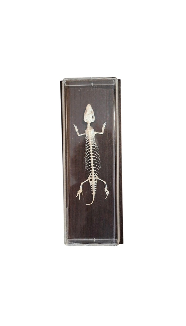 Taxidermy Lizard Skeleton. Log no 54. - Image 5