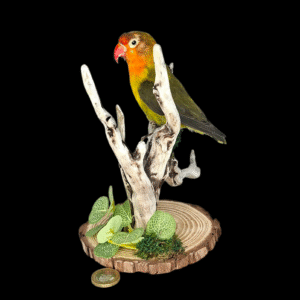 Taxidermy Lovebird. Log no 011.