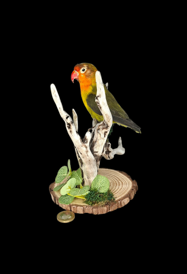 Taxidermy Lovebird. Log no 011.