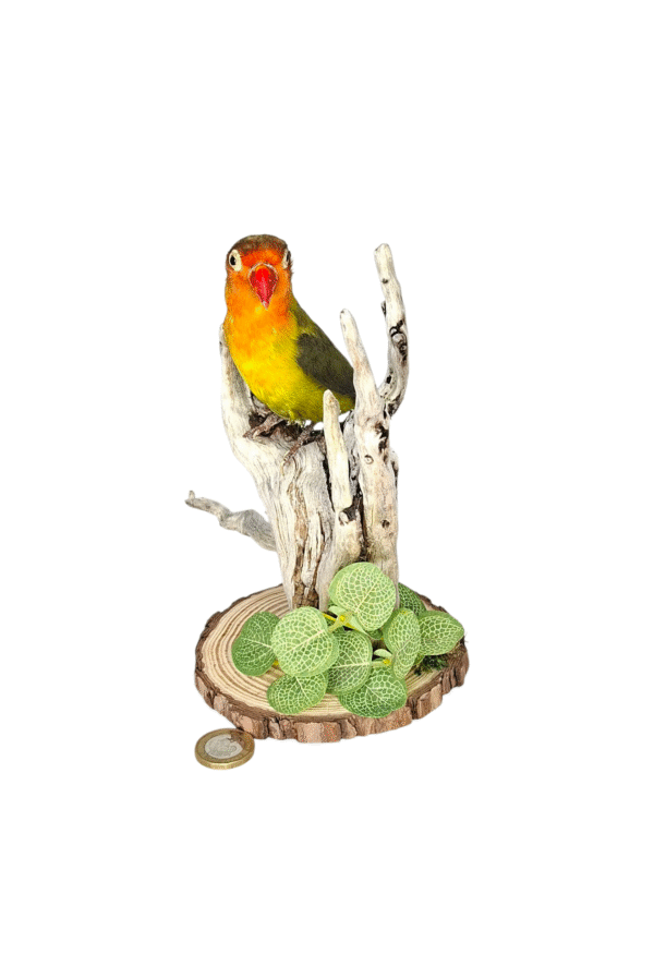 Taxidermy Lovebird. Log no 011. - Image 2