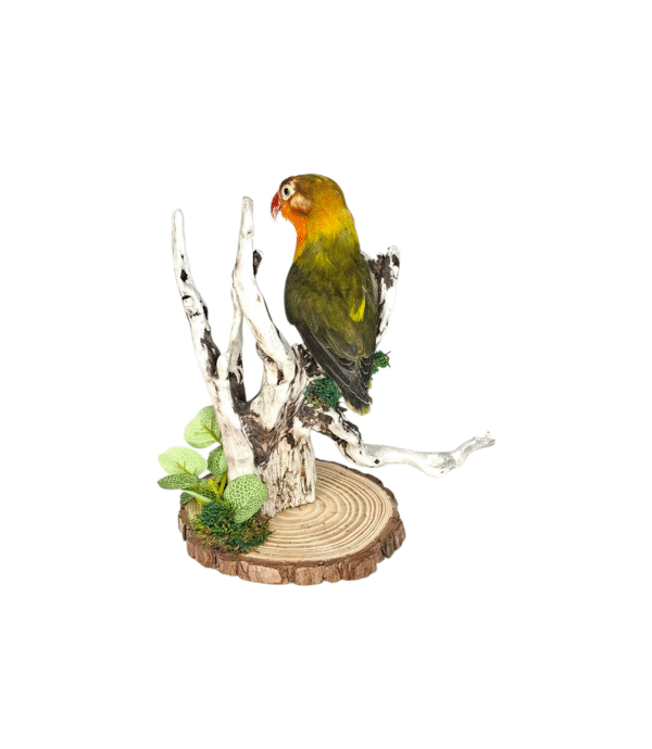 Taxidermy Lovebird. Log no 011. - Image 4