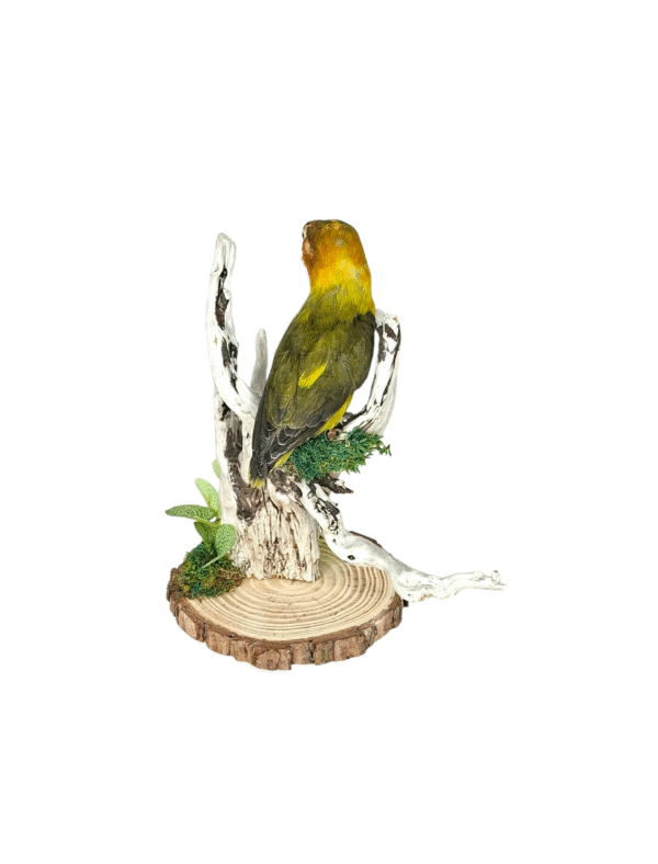 Taxidermy Lovebird. Log no 011. - Image 5