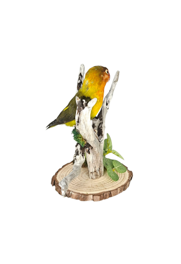 Taxidermy Lovebird. Log no 011. - Image 3