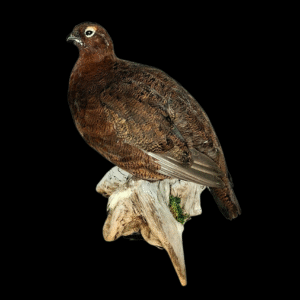 Taxidermy Male Red Grouse. Log no 106a.