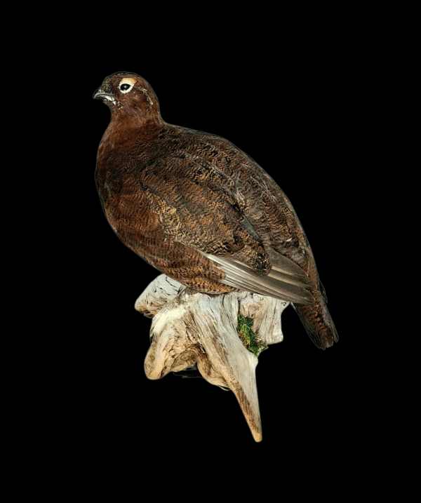 Taxidermy Male Red Grouse. Log no 106a.