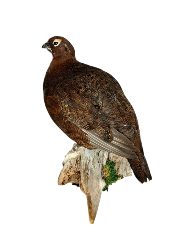 Taxidermy Male Red Grouse. Log no 106a. - Image 2