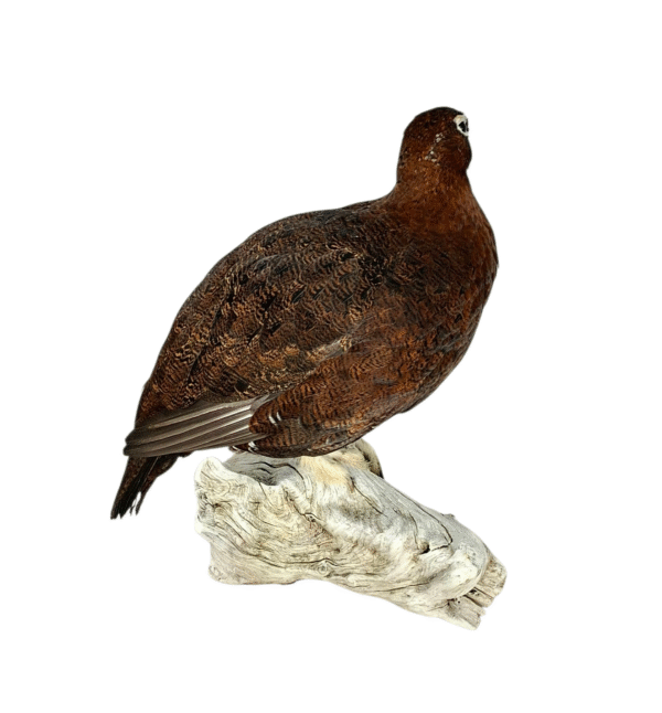 Taxidermy Male Red Grouse. Log no 106a. - Image 4