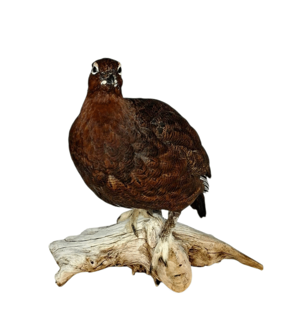 Taxidermy Male Red Grouse. Log no 106a. - Image 5