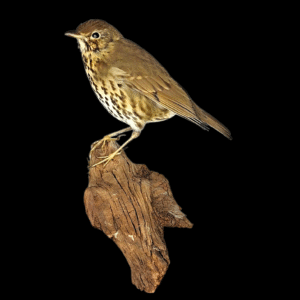 Taxidermy Song Thrush. Log no 150a.