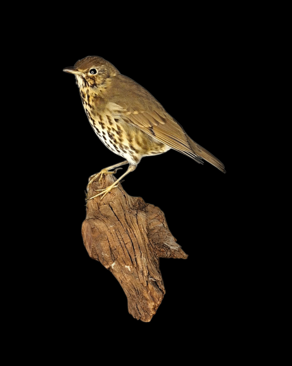 Taxidermy Song Thrush. Log no 150a.