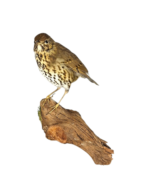 Taxidermy Song Thrush. Log no 150a. - Image 2