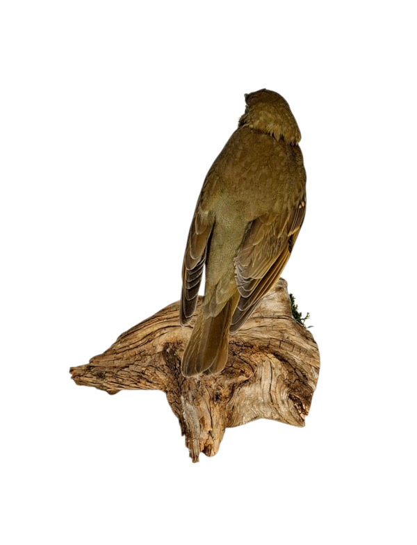 Taxidermy Song Thrush. Log no 150a. - Image 5