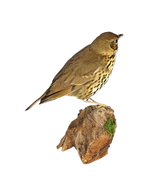 Taxidermy Song Thrush. Log no 150a. - Image 4