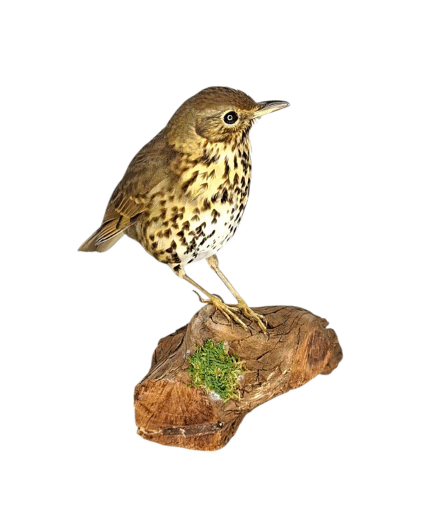 Taxidermy Song Thrush. Log no 150a. - Image 3