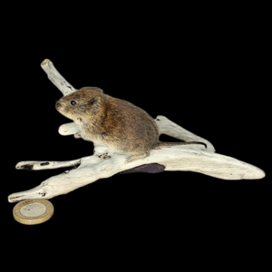SOLD - Taxidermy Bank Vole. Log no 210.