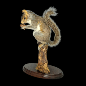 Taxidermy Grey Squirrel. Log no 201.