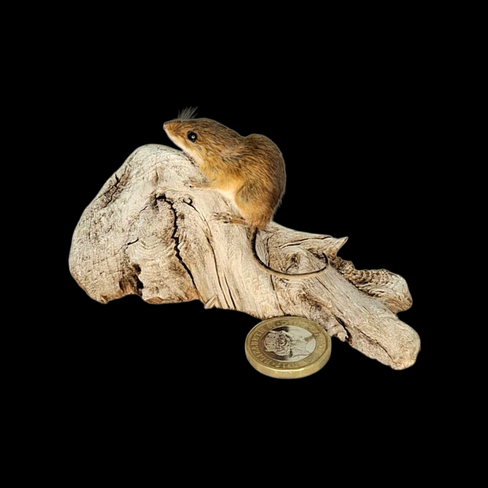 SOLD - Taxidermy Tiny Harvest Mouse. Log no 212.