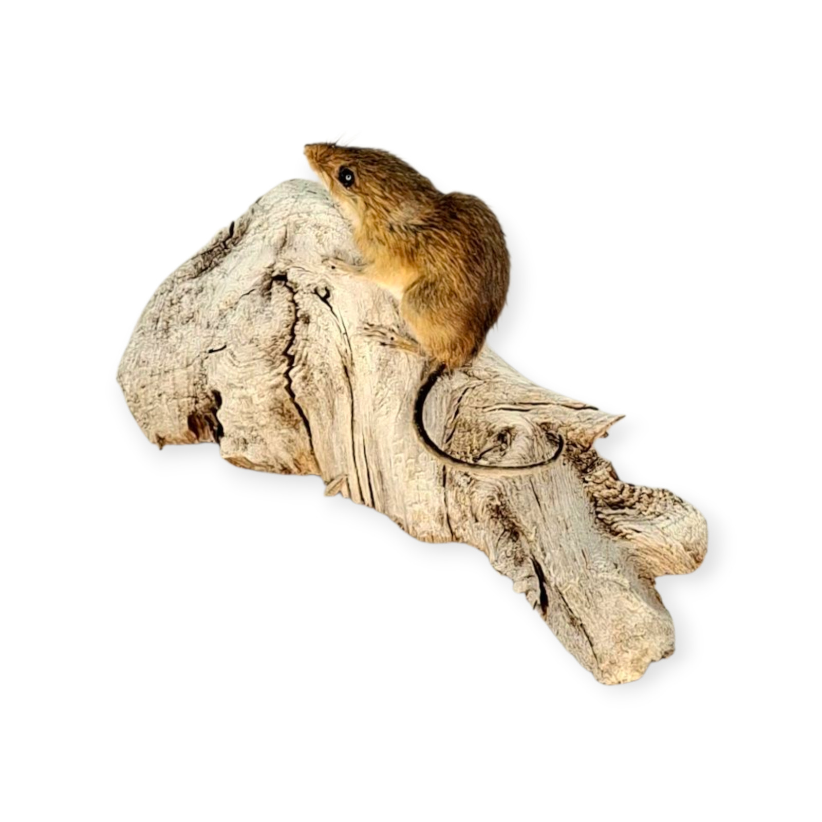 SOLD - Taxidermy Tiny Harvest Mouse. Log no 212. - Image 5