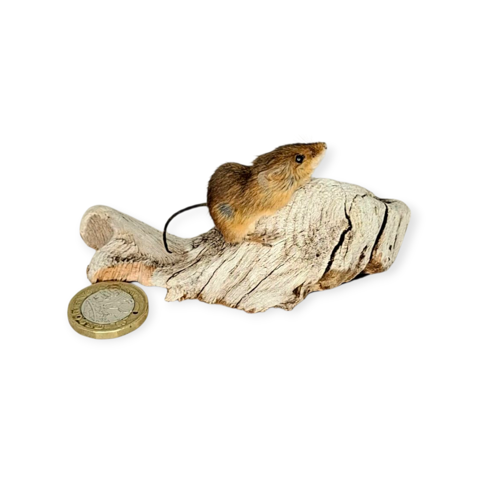 SOLD - Taxidermy Tiny Harvest Mouse. Log no 212. - Image 3