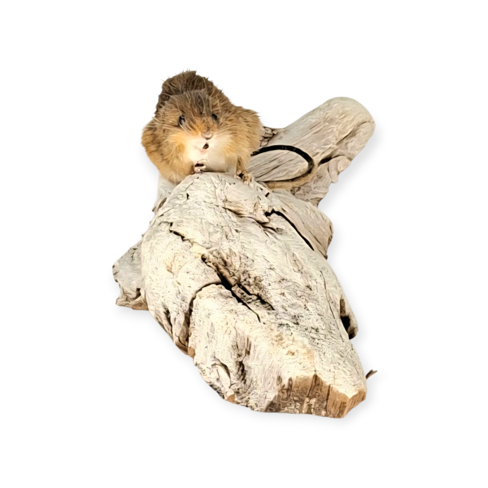 SOLD - Taxidermy Tiny Harvest Mouse. Log no 212. - Image 2