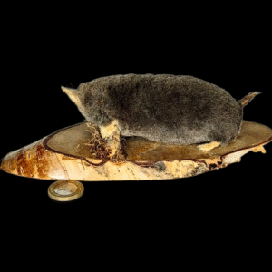 SOLD - Taxidermy Crawling Mole. Log no 204.