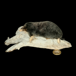 Taxidermy Crawling Mole. Log no 207.
