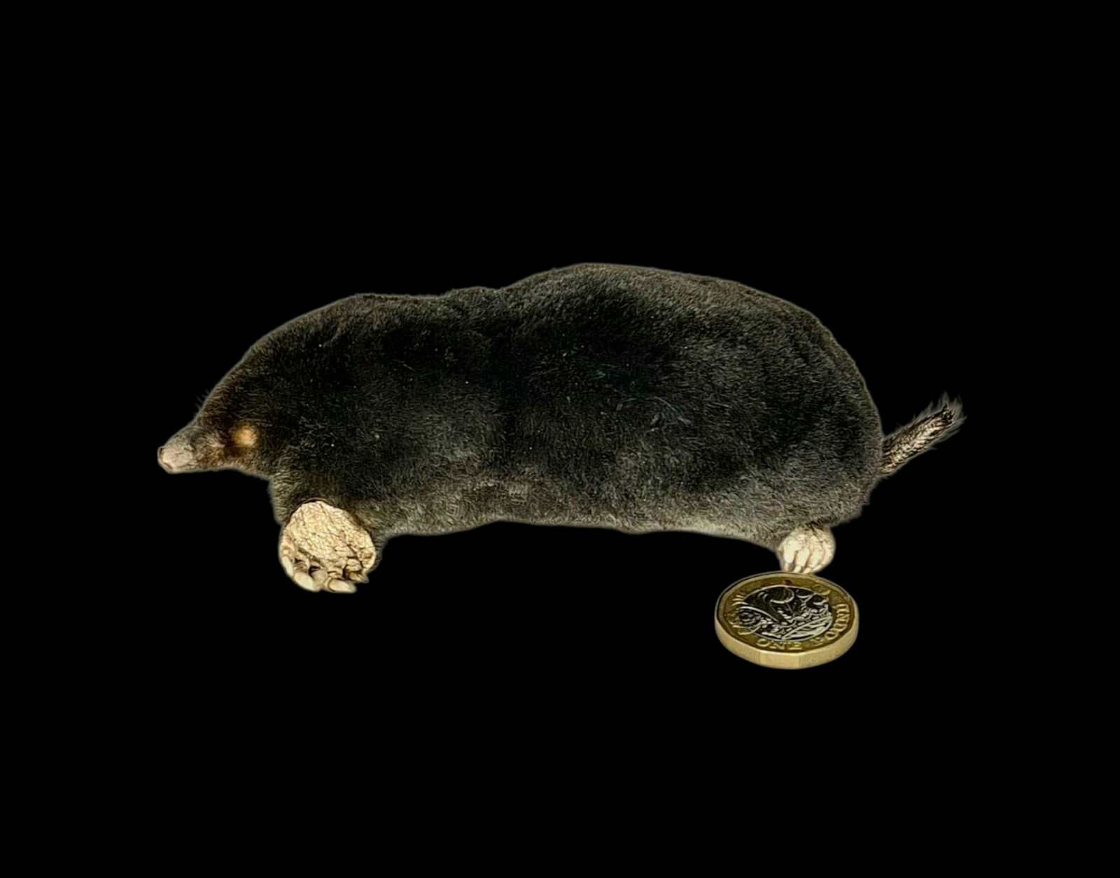 SOLD - Taxidermy Crawling Mole. Log no 209.