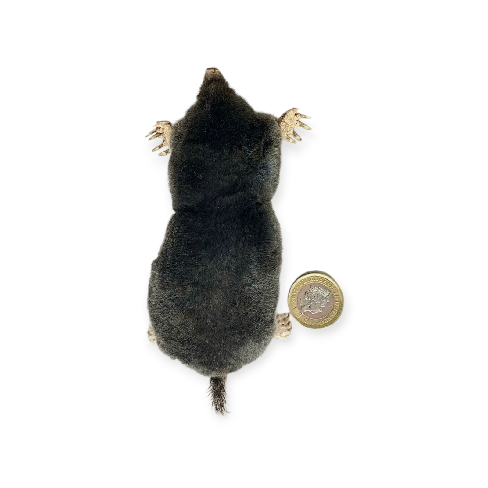SOLD - Taxidermy Crawling Mole. Log no 209. - Image 5