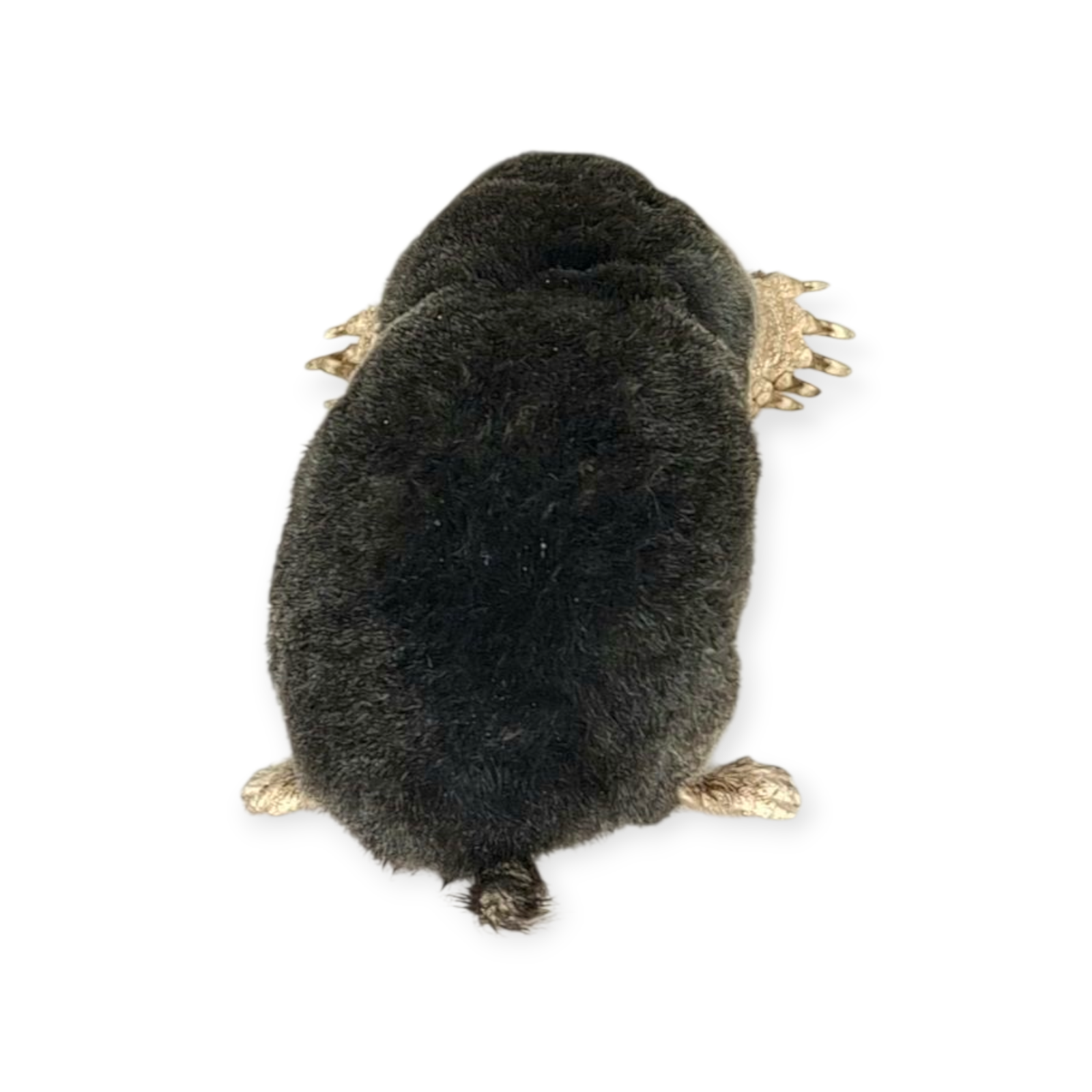 SOLD - Taxidermy Crawling Mole. Log no 209. - Image 4