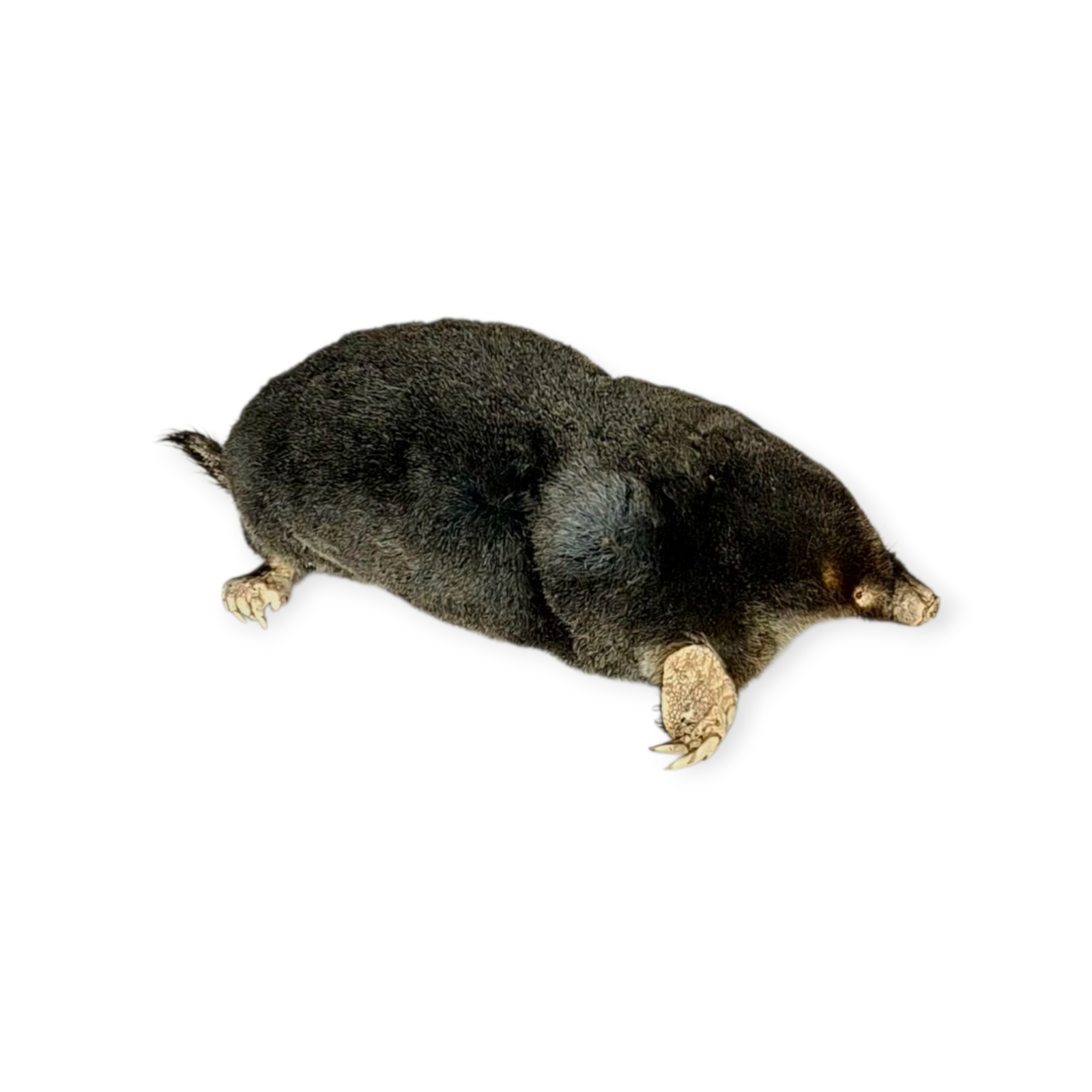 SOLD - Taxidermy Crawling Mole. Log no 209. - Image 3