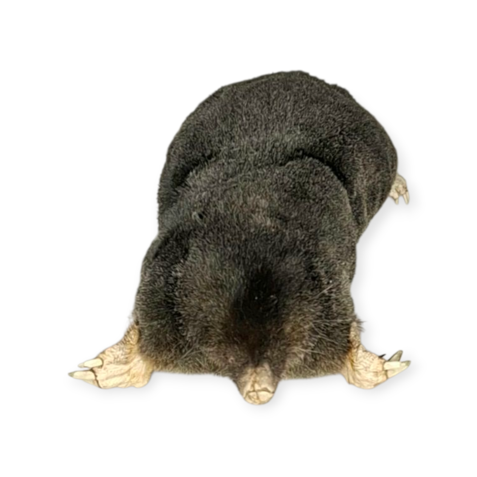 SOLD - Taxidermy Crawling Mole. Log no 209. - Image 2