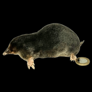 Taxidermy Crawling Mole. Log no 211.
