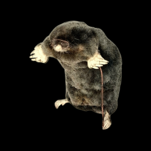 Taxidermy Mole With Walking Stick. Log no 213.