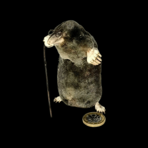 Taxidermy Mole With Walking Stick. Log no 215.