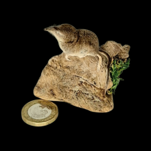 SOLD - Taxidermy Tiny Pygmy Shrew. Log no 214