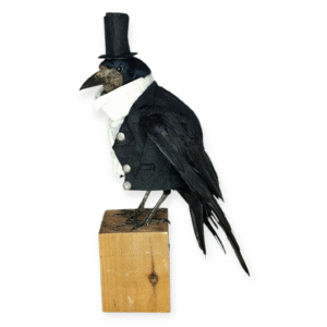 Taxidermy Rook. Log no 417.