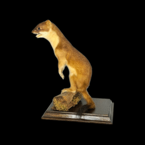 SOLD - Taxidermy Stoat. Log no 200.