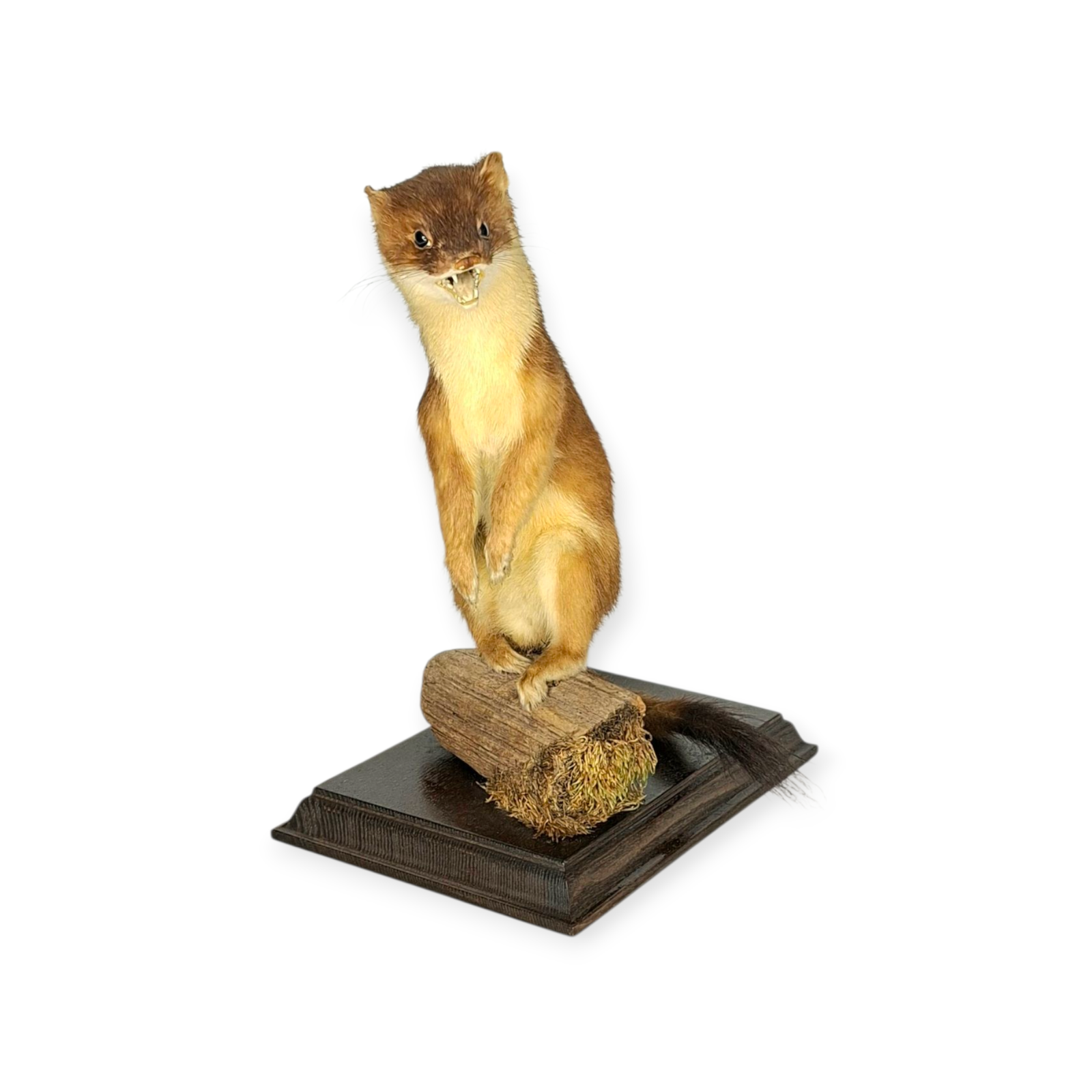 SOLD - Taxidermy Stoat. Log no 200. - Image 2